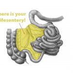 Mesentery: Do you know what it is?