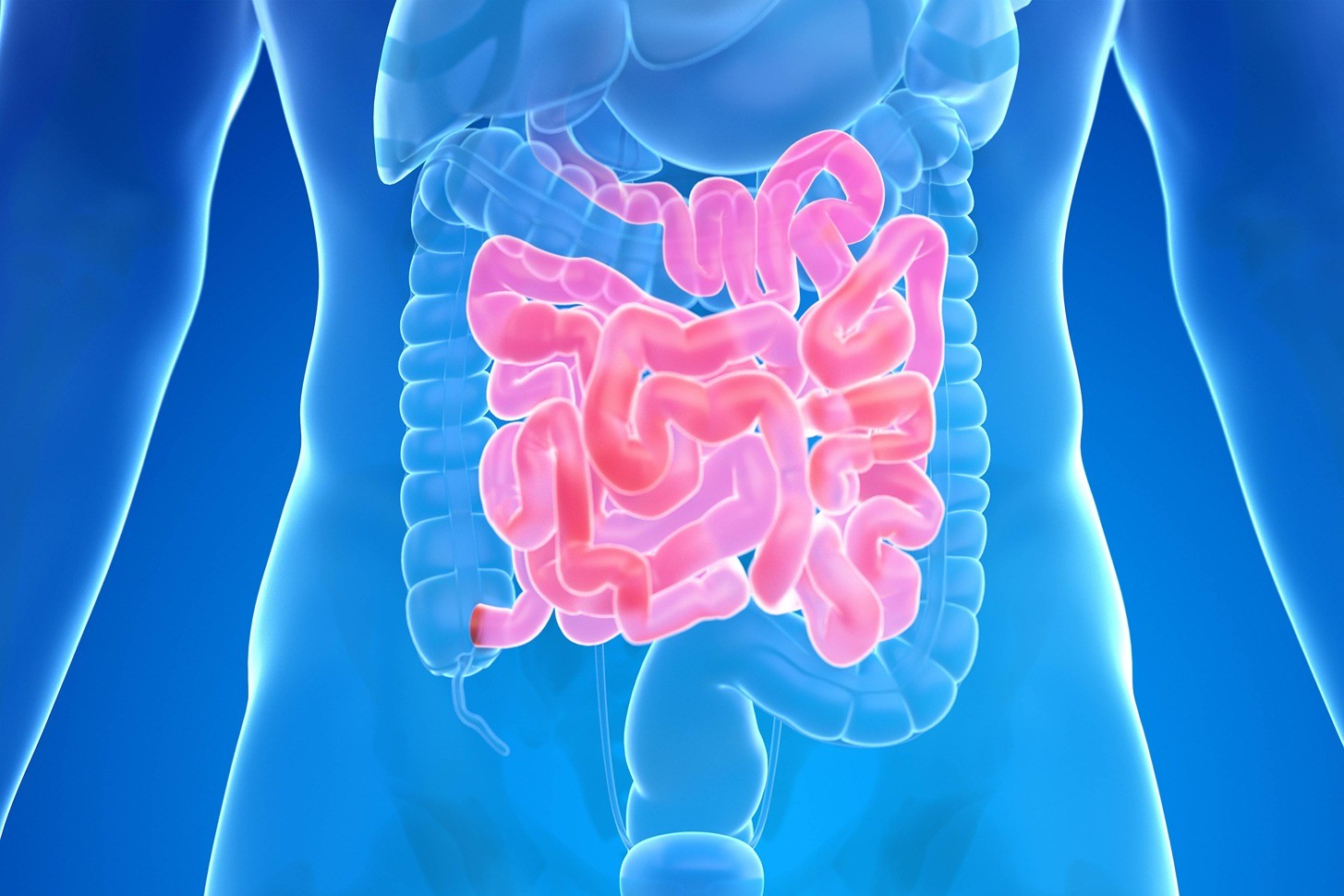 Gut highlighted in pink.